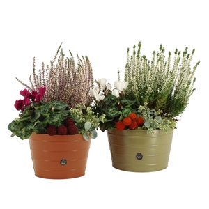 41606: Outdoor autumn arrangement