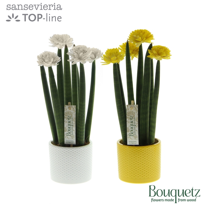 <h4>Sansevieria TOP-line Bouquetz Easter Mix in Dots keramiek</h4>