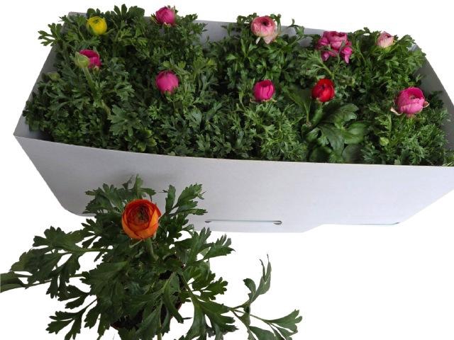 <h4>RANUN SPRINK GEM</h4>