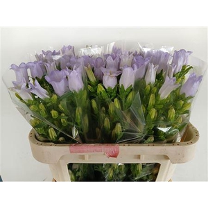 CAMP M CHAMPION LAVENDER