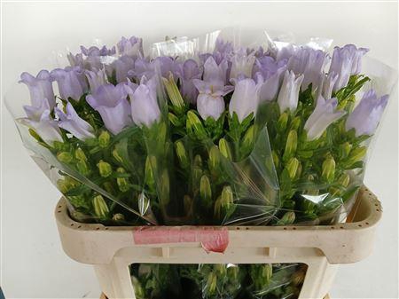 <h4>CAMP M CHAMPION LAVENDER</h4>