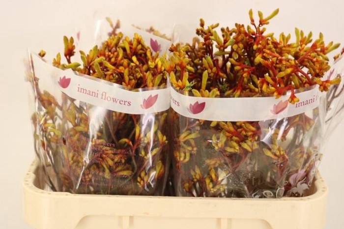 <h4>ANIGOZ GOLD FEVER</h4>