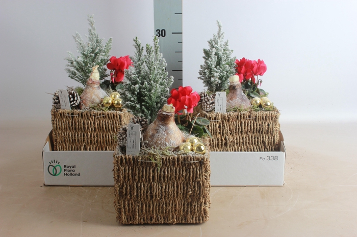 <h4>ARR HIPPEASTRUM</h4>