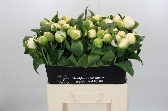 <h4>Paeonia Bridal Gown</h4>