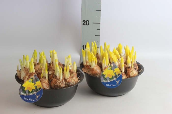 <h4>ARR NARCISSUS</h4>