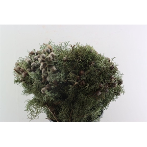 Cypresse Nuts Blue P Bunch