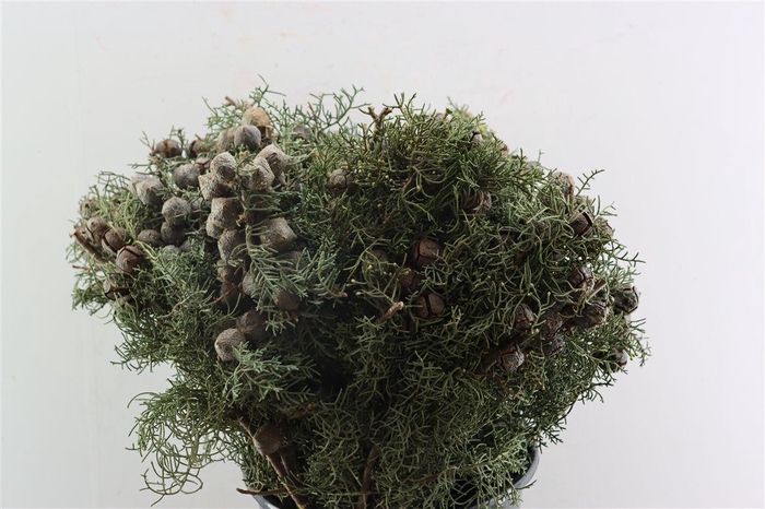 <h4>Cypresse Nuts Blue P Bunch</h4>