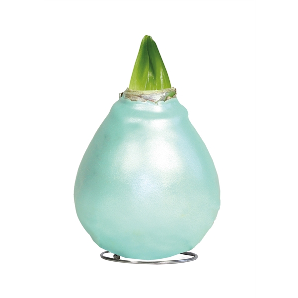 <h4>Amaryllis TOW Celebration Pearl Vintage Green, 6x1, rode bloem, Tray236</h4>