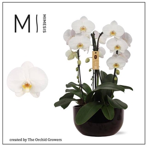 Phalaenopsis arr. (TOG17579) Crown White 26Ø 65cm