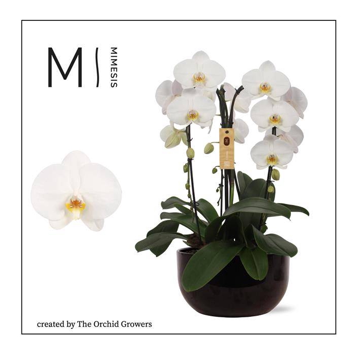 <h4>Phalaenopsis arr. (TOG17579) Crown White 26Ø 65cm</h4>