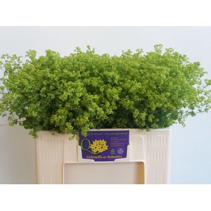 ALCHEMILLA MOLLIS 'ROBUSTICA'