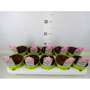 Fritillaria meleagris