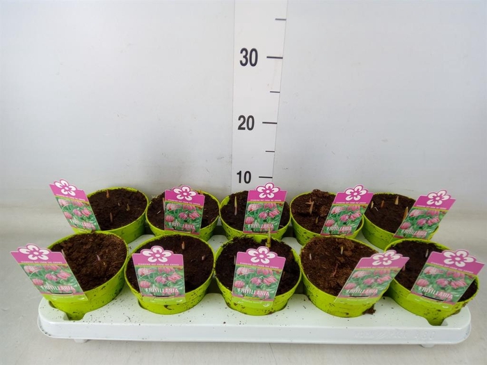 <h4>Fritillaria meleagris</h4>