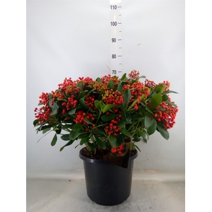 Skimmia jap. 'Beautiful'