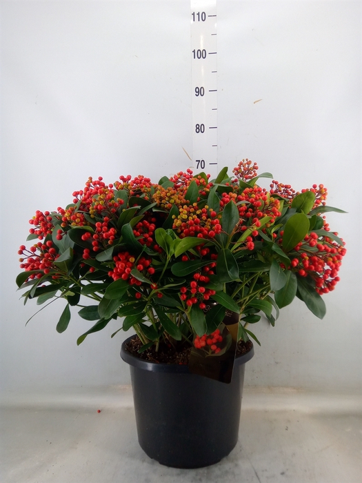 <h4>Skimmia jap. 'Beautiful'</h4>