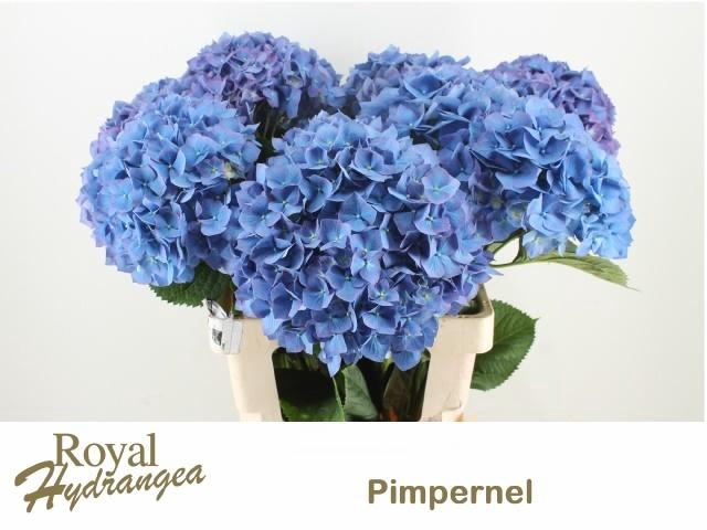 <h4>HYDR M CH PIMPERNEL</h4>