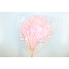 Dried Palm Sun 6pc L. Pink Bunch