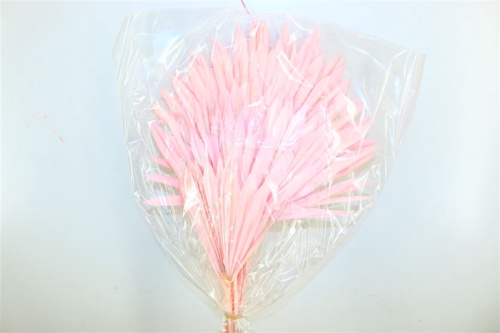 Dried Palm Sun 6pc L. Pink Bunch