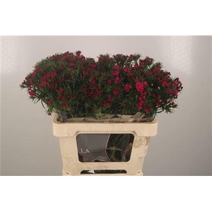 Di Barb Amazone Neon Cherise