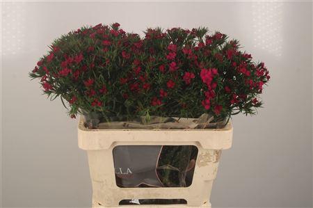 <h4>Di Barb Amazone Neon Cherise</h4>