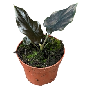 Alocasia