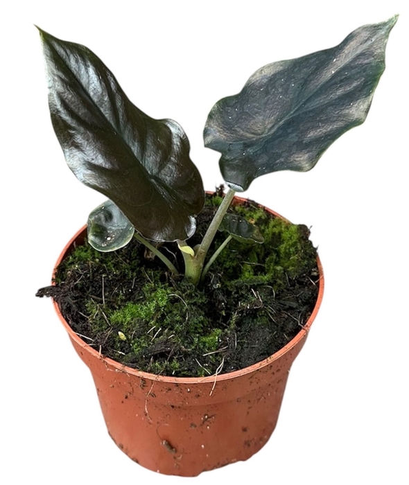 <h4>Alocasia</h4>