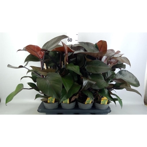 Philodendron   ...