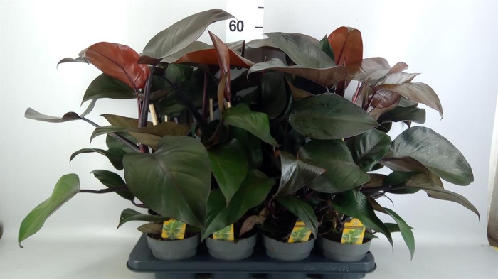 <h4>Philodendron   ...</h4>