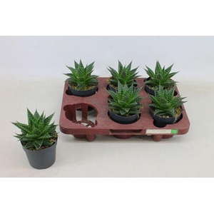 GASTERALOE AURORA