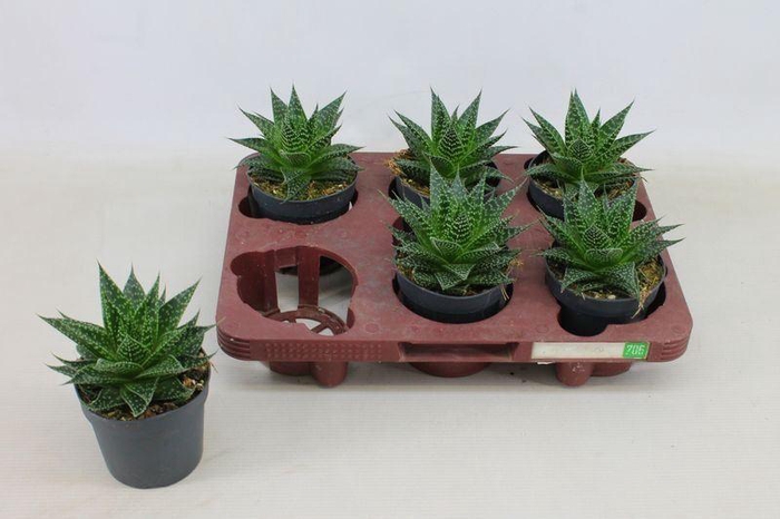 <h4>GASTERALOE AURORA</h4>