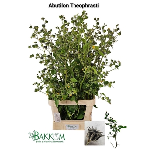 Abutilon Theophrasti