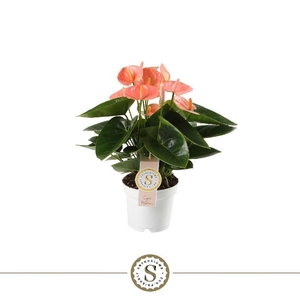Anthurium Andreanum salmon Spirit Rosa
