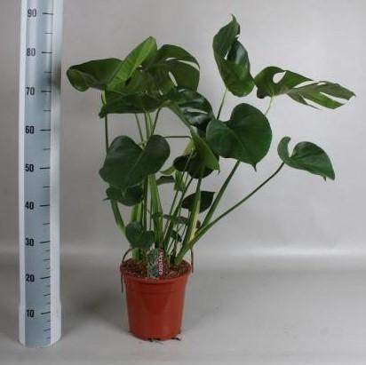 <h4>MONSTERA DELICIOSA</h4>