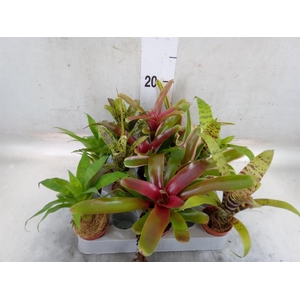 Bromelia   ...mix