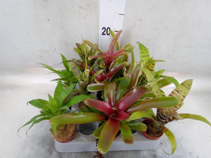 <h4>Bromelia   ...mix</h4>
