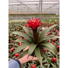 <h4>Guzmania   ...</h4>