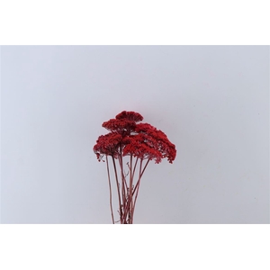 Dried Achillea X5 Red Bunch