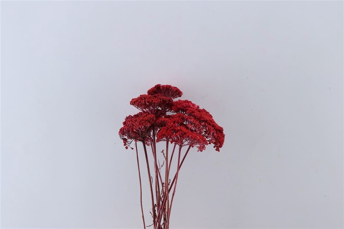 Dried Achillea Red Bunch