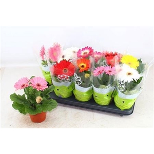 Gerbera gemengd
