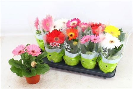 <h4>Gerbera gemengd</h4>