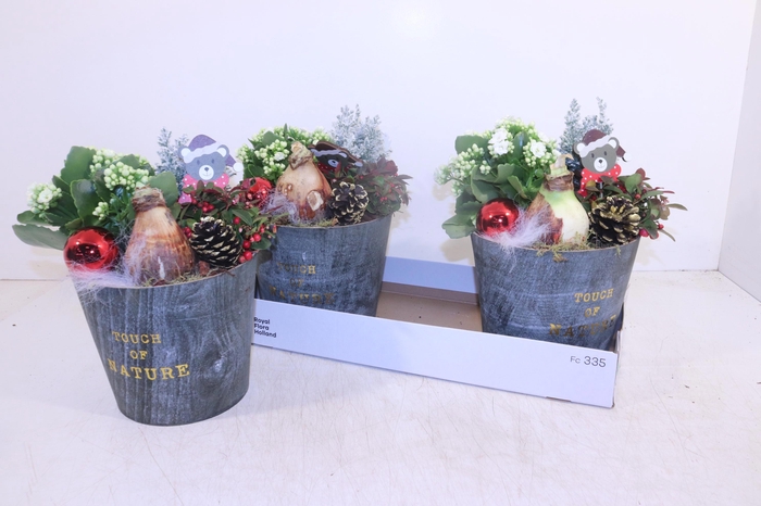 <h4>ARR HIPPEASTRUM</h4>