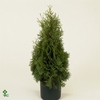 THUJA O FLEVOLAND