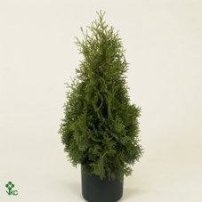 THUJA O FLEVOLAND