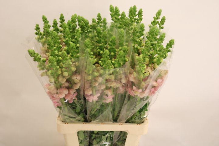 <h4>ANTIR POTO PINK</h4>