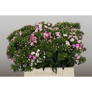 Dianthus Br Amazon Rose Magic