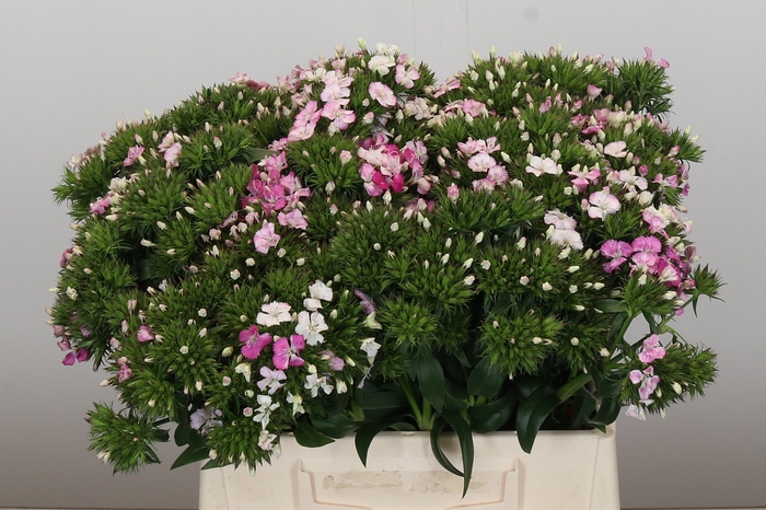 <h4>Dianthus Br Amazon Rose Magic</h4>