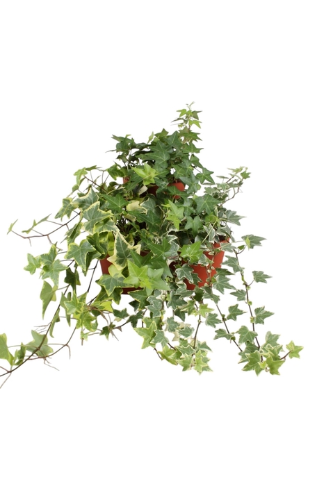 <h4>Hedera   ...mix</h4>