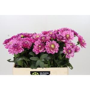 Dahlia Annamarie