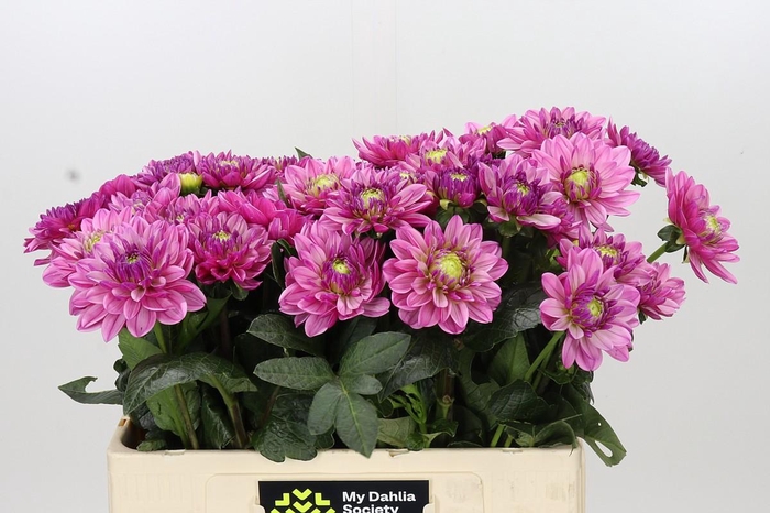 <h4>Dahlia Annamarie</h4>