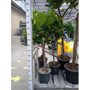 Ficus lyrata